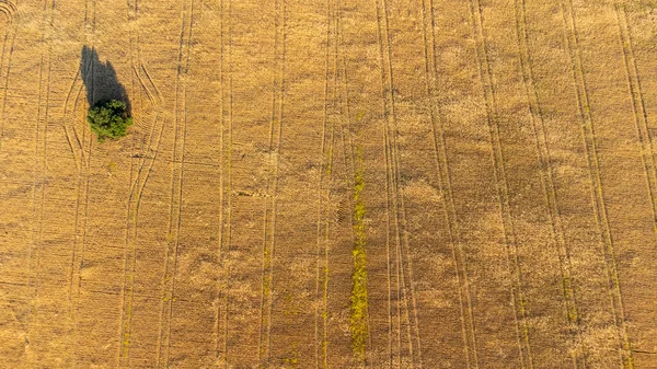 İspanyol ekin tarlalarının harika manzarası