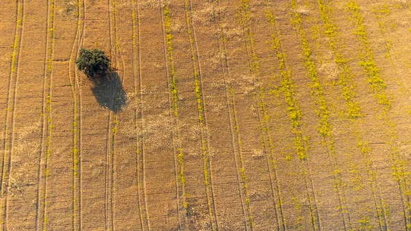 İspanyol ekin tarlalarının harika manzarası