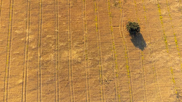 İspanyol ekin tarlalarının harika manzarası