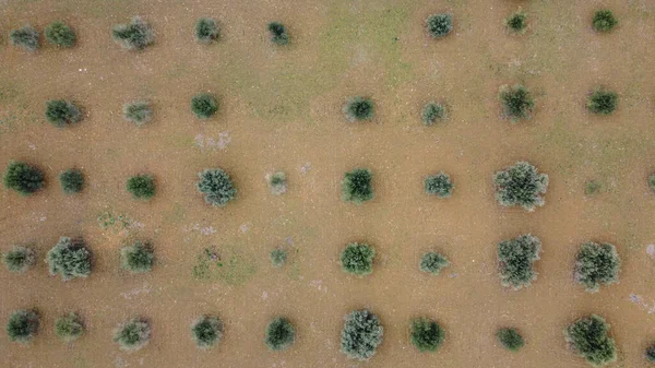 İspanyol ekin tarlalarının harika manzarası