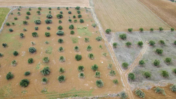 İspanyol ekin tarlalarının harika manzarası