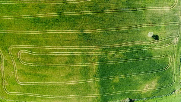 İspanyol ekin tarlalarının harika manzarası