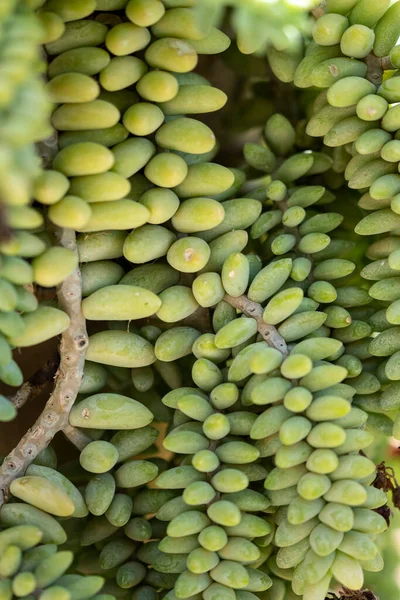 Sulu bir bitkinin yapraklarının ayrıntıları