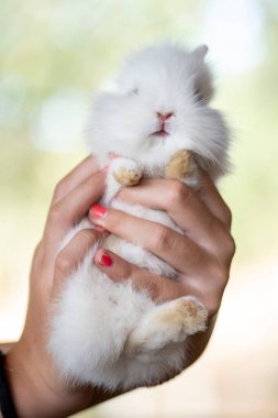 En sevimli hayvanlar, bu iki küçük tavşan.