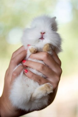 En sevimli hayvanlar, bu iki küçük tavşan.