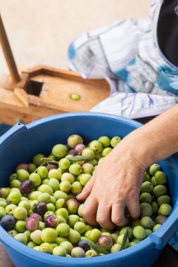 Zeytinleri daha sonra masada eğlenmek için hazırlıyorum.