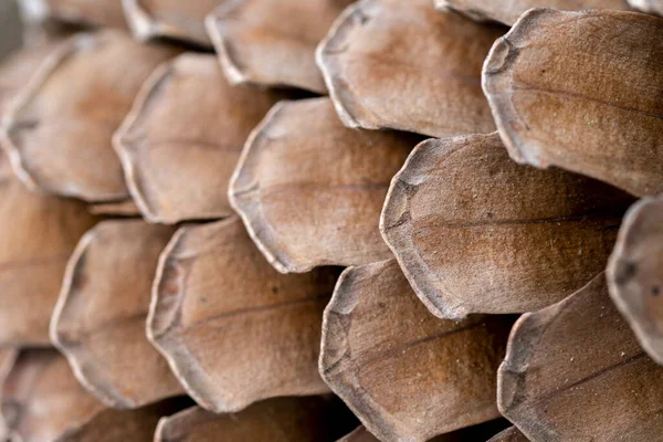 Kurumuş bir ananasın detayları ve tüm dokuları.