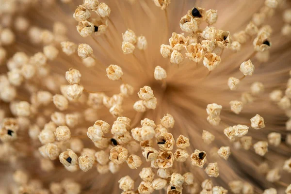 Küçük kurumuş çiçeklerin dokusu