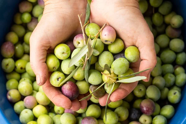 Zeytinleri daha sonra masada eğlenmek için hazırlıyorum.