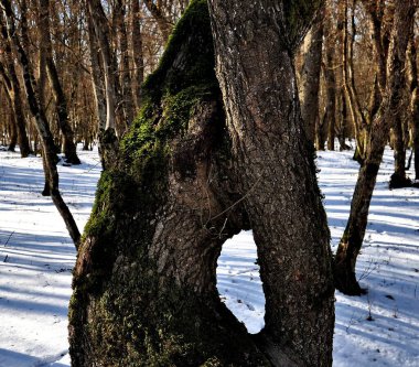 green moss on the oak tree in the winter forest