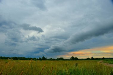 Beautiful natural panoramic countryside landscape with blooming wild high grass and clouds in the blue sky