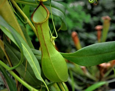 Tayland ormanlarında yeşil tropikal bitkiler