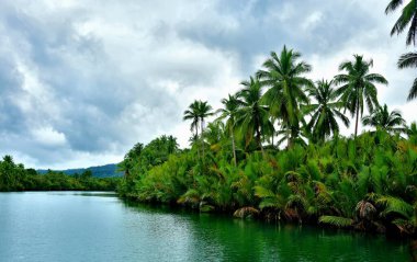 Beautiful view of the tropical forest at Philippines
