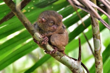 Filipinli Tarsier, en küçük primatlardan biri, Bohol, Filipinler 'deki doğal ortamında..