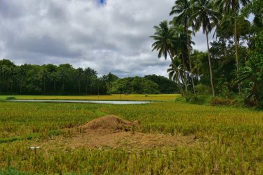 Filipinler 'deki yeşil tepeli köyün muhteşem manzarası. 