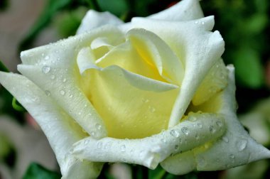close-up view of beautiful rose flower with dew drops