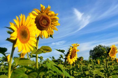 beautiful sunflowers field in the summer over the blue sky background