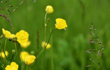 beautiful spring yellow flower on the green background. selective focus
