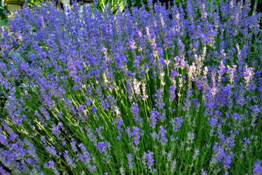 close up of a wild lupine in the garden