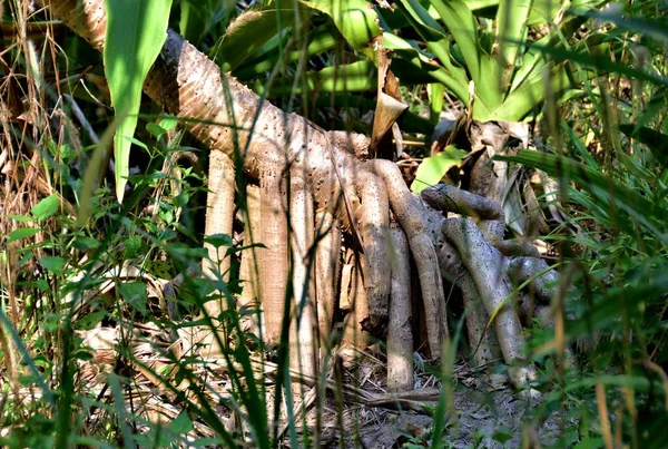 stock image roots of the tree on sandy beach at Philippines tropical forest