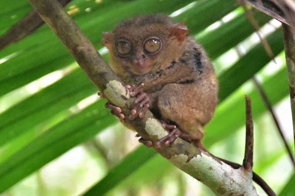 Stock image The Philippine Tarsier, one of the smallest primates, in its natural habitat in Bohol, Philippines.