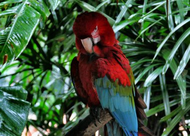 beautiful colorful macaw in tropical forest