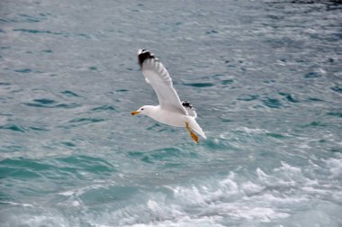 Martı denizde uçuyor.
