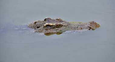 Many crocodiles basking together in the zoo