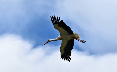 stork bird flying over the blue sky background 