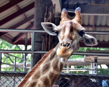 giraffe in zoo, animal and fauna concept