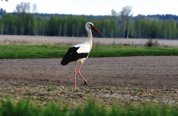 Beautiful Stork Field — Stock Photo, Image