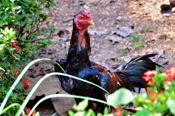 Close-up view of young rooster in the village