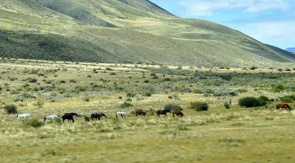 Pastos Caballos Pueblo Chalten Patagonia Argentina — Foto de Stock