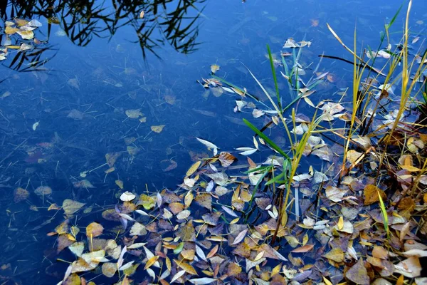 Stock image beautiful autumn leaves on the lake