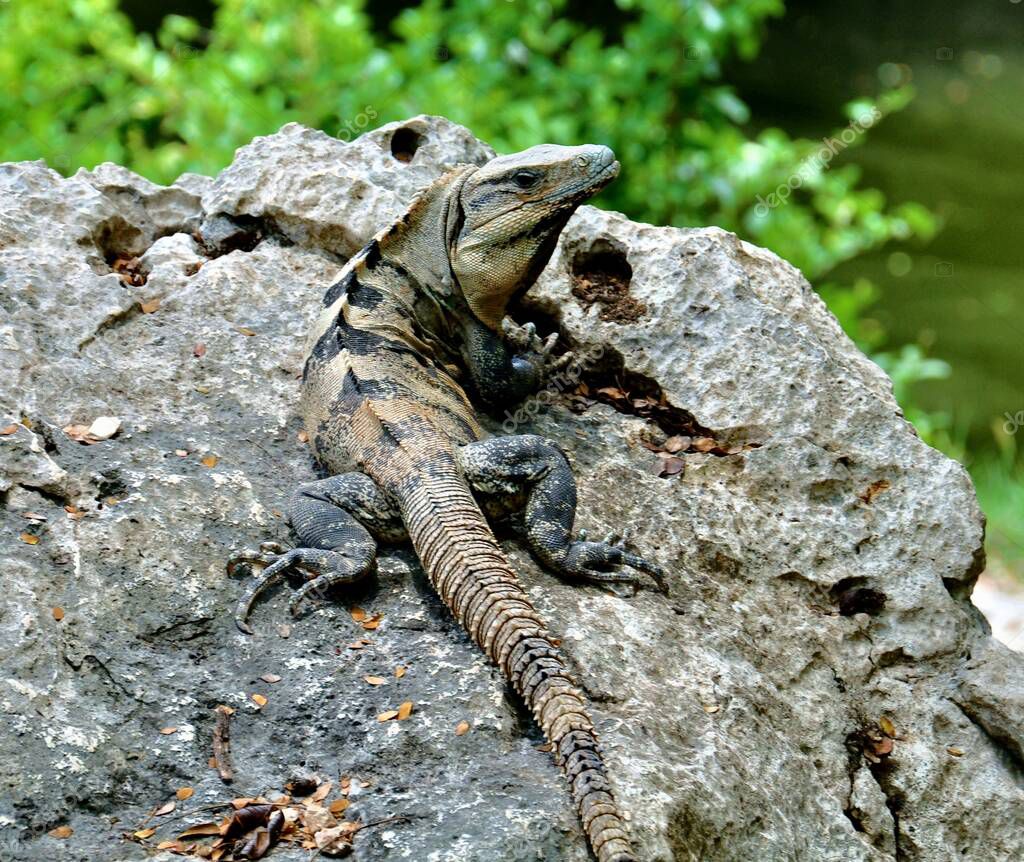 Monitor lizard in natural habitat in the Philippines Jungle 2023