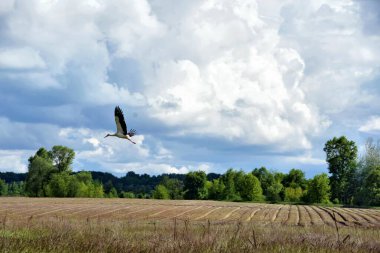 stork bird flying over the field in summer