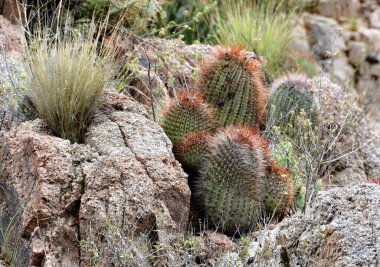 Close-up view of wild cactuses growing on the rocky mountain 
