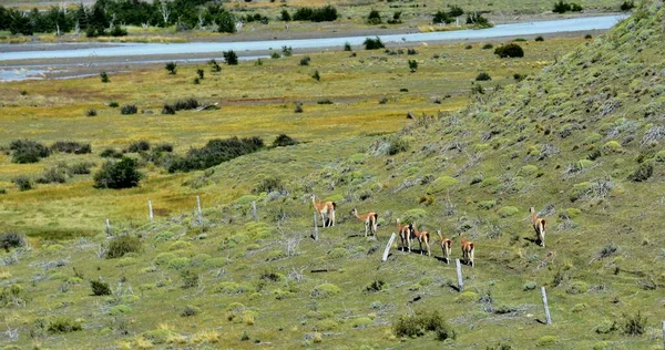 Manada Guanacos Animales Salvajes Lama Guanicoe Alimentándose Parque Nacional Torres — Foto de Stock