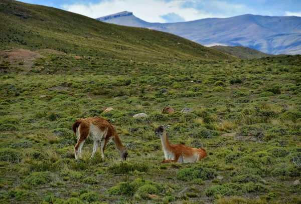 Manada Guanacos Animales Salvajes Lama Guanicoe Alimentándose Parque Nacional Torres — Foto de Stock