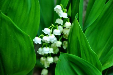 Yeşil arka planda güzel zambak çiçekleri