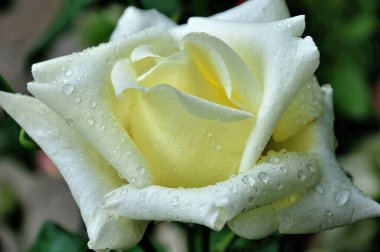 beautiful white rose with dew drops, close-up view