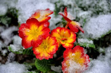beautiful primrose flowering plant in the garden at winter