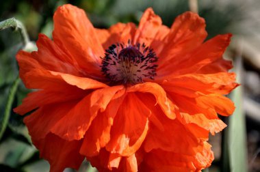 close-up of beautiful blossoming poppy flower