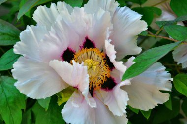 Yaz bahçesinde güzel pembe şakayık çiçekleri