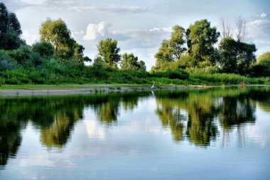 Ormanda gölü olan güzel bir manzara.