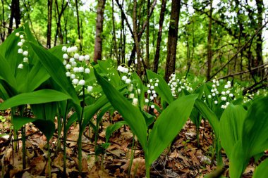 close-up view of Lily of the valley plant in the forest