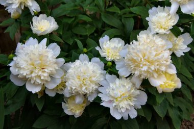 white peony flowers in the garden, close-up view