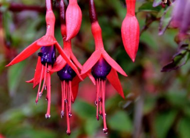 close-up view of pink Fuchsia flowers