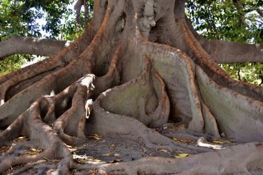 El Gran Gomero rubber tree with giant roots in Recoleta district of Buenos Aires, Argentina.