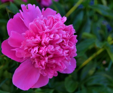 close-up view of beautiful peony flowers blooming in summer garden